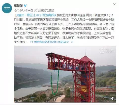 下限呢？景区让200斤猪蹦极，围观群众：猪特别淡定