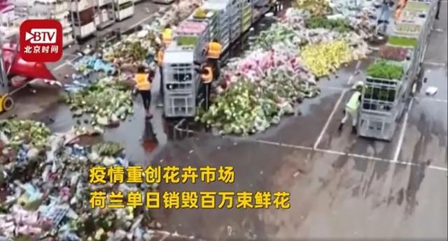 『花田』心痛!荷兰销毁百万鲜花,遭受百年来重大危机
