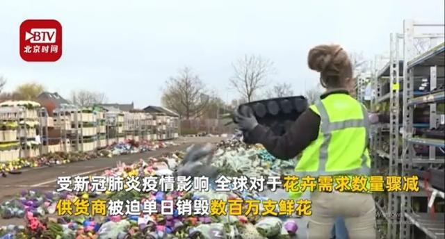 『花田』心痛!荷兰销毁百万鲜花,遭受百年来重大危机