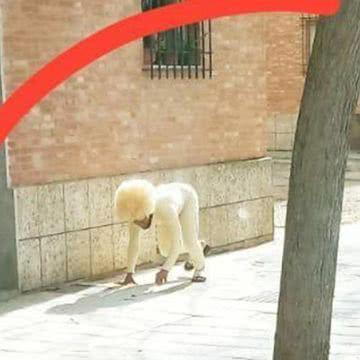 遛狗:西班牙新增6584例 民众到处遛狗 医生崩溃大哭:别这么做!