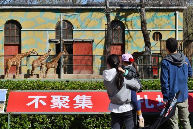 「错峰」北京动物园复园 关闭58天后迎客，动物们啥反应？