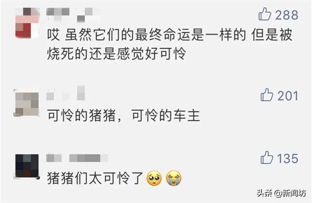 高速交警■高速突发大火!91头猪被“烤熟”,有一只这样逃出生天