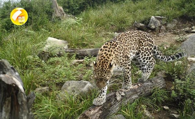 「拍摄」金钱豹现身秦岭 3年来监测样地多点监测到金钱豹活动痕迹