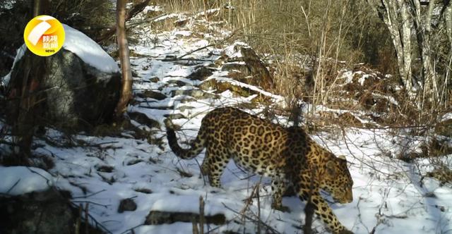 「拍摄」金钱豹现身秦岭 3年来监测样地多点监测到金钱豹活动痕迹