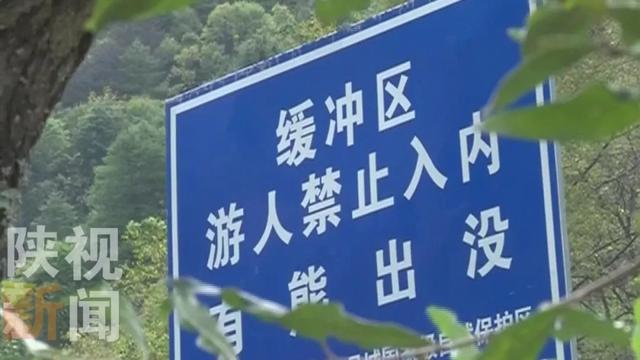 「拍摄」金钱豹现身秦岭 3年来监测样地多点监测到金钱豹活动痕迹