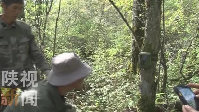 「拍摄」金钱豹现身秦岭 3年来监测样地多点监测到金钱豹活动痕迹