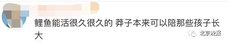 【莽子】4人公园捕网红鲤鱼被拘 市民喂养十几年 网友愤怒