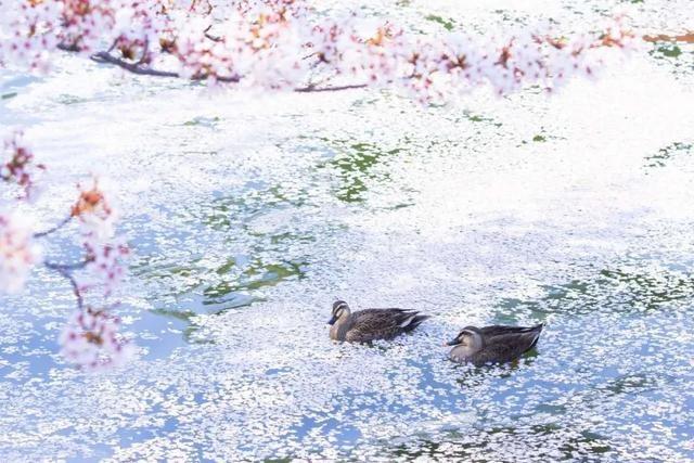 「冰雹」长沙暴雨上热搜 市民：我感觉这栋楼都要被刮走了！