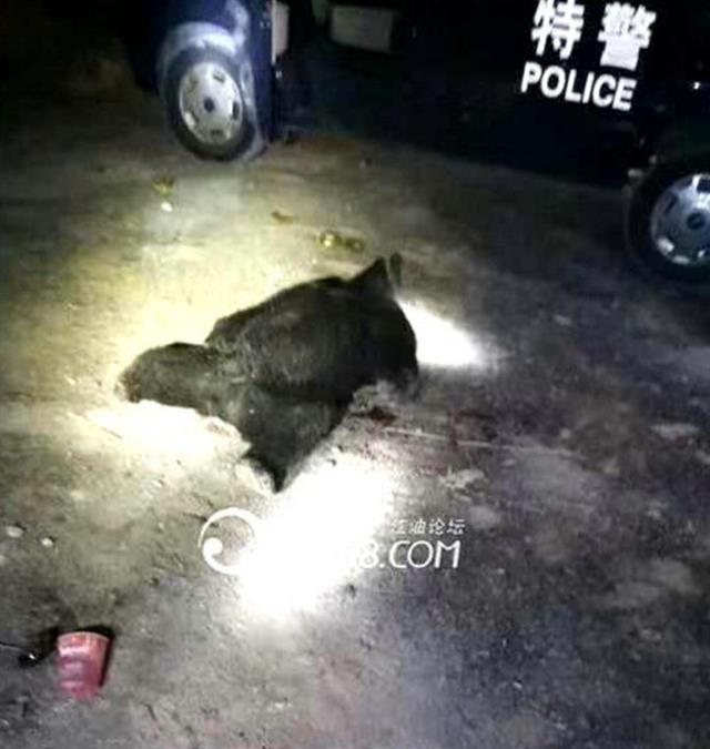 「马角镇」太惨了!四川江油一黑熊袭击村民,已造成三人死亡