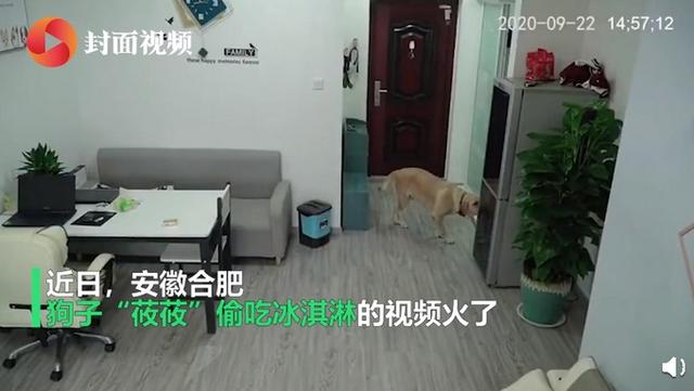 狗狗|