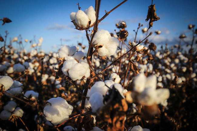 新疆棉花|BCI到底是个什么东西？起底抵制新疆棉花的“幕后推手”