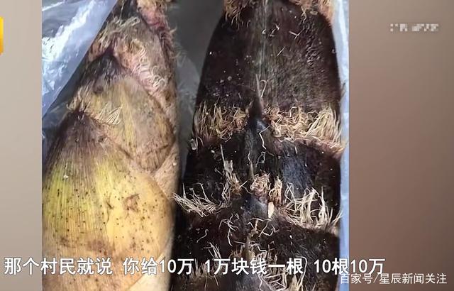 竹笋|行为涉嫌盗窃!游客挖竹笋遭村民索赔1根1万,村民:挖走五六十斤