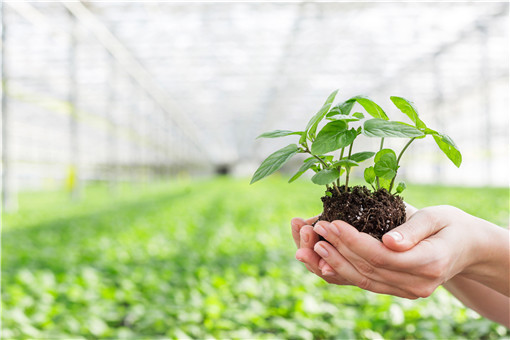 电商|利润可观！揭秘电商平台假苗木陷阱