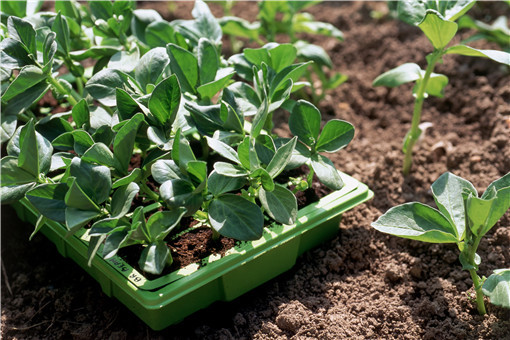 电商|利润可观！揭秘电商平台假苗木陷阱