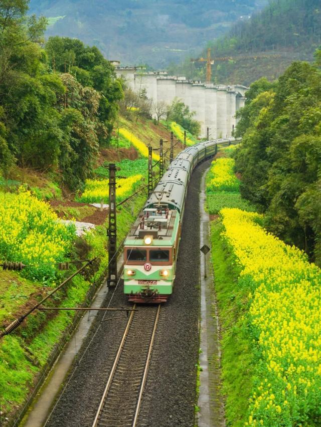 游客|这样的烟火气，你爱了吗？四川一火车上有猪羊成群穿行，背后故事告诉你