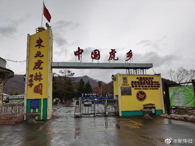 繁育|进村东北虎已送至饲养繁育中心 亲历者称拍碎车窗后还追了几步