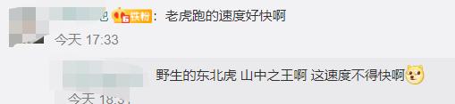 繁育|进村东北虎已送至饲养繁育中心 亲历者称拍碎车窗后还追了几步