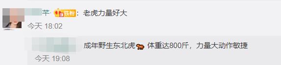 繁育|进村东北虎已送至饲养繁育中心 亲历者称拍碎车窗后还追了几步