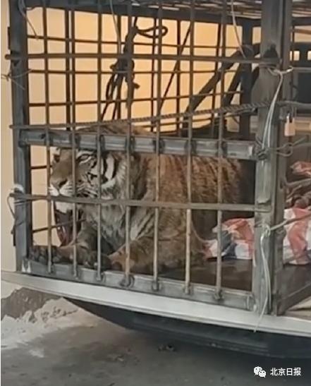 完达山|专家回应进村老虎为何叫完达山 网友疑惑:泰山、飞鹤为啥不行