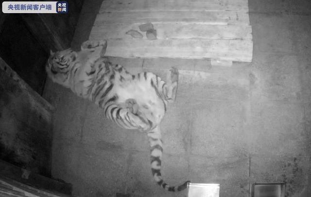 完达山|专家回应进村老虎为何叫完达山 网友疑惑:泰山、飞鹤为啥不行