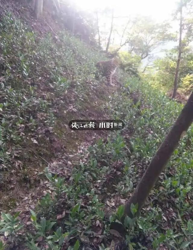 转塘|杭州转塘山林疑有豹子出没 村民干活偶遇拍到照片