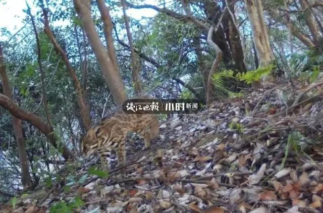 转塘|杭州转塘山林疑有豹子出没 村民干活偶遇拍到照片