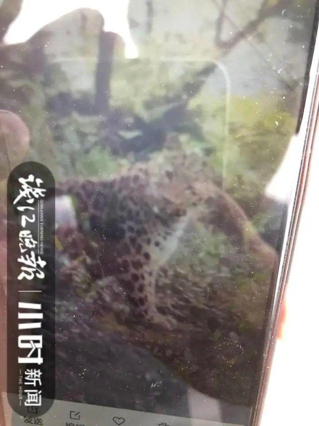 转塘|杭州转塘山林疑有豹子出没 村民干活偶遇拍到照片