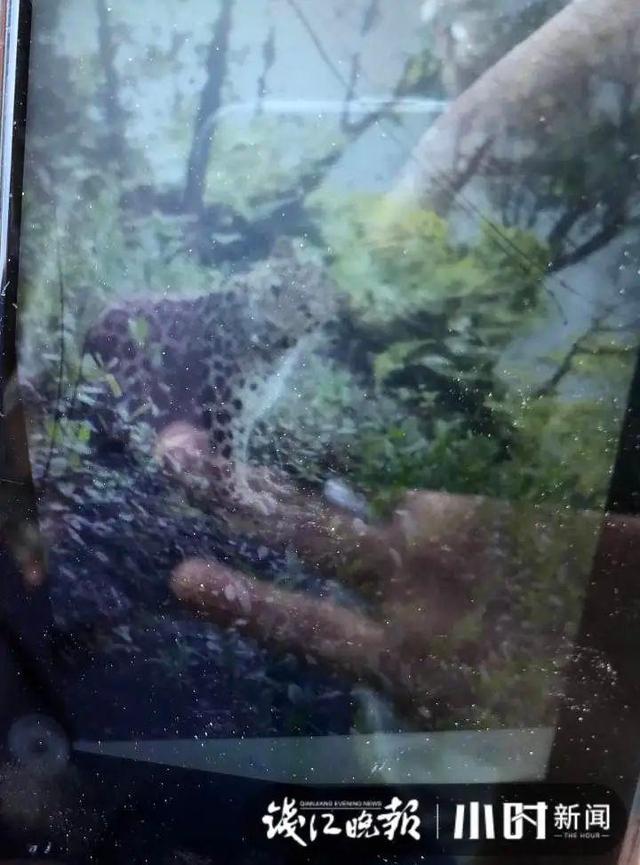 转塘|杭州转塘山林疑有豹子出没 村民干活偶遇拍到照片