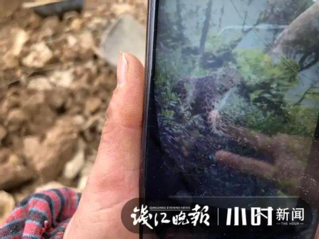 转塘|杭州转塘山林疑有豹子出没 村民干活偶遇拍到照片