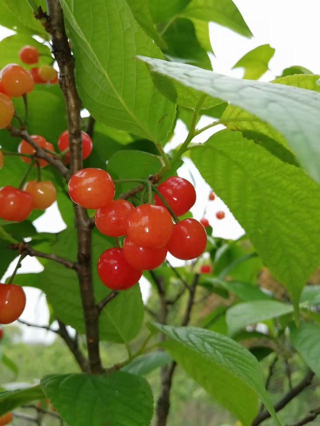 赏花|采摘、野餐、骑行、赏花！五月，我在松江等你