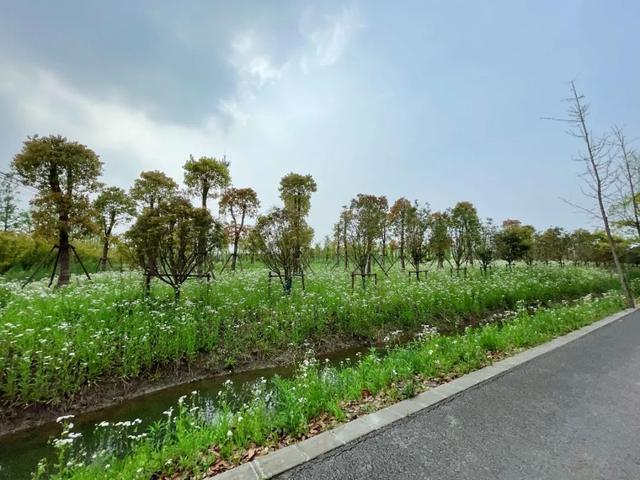 赏花|采摘、野餐、骑行、赏花！五月，我在松江等你