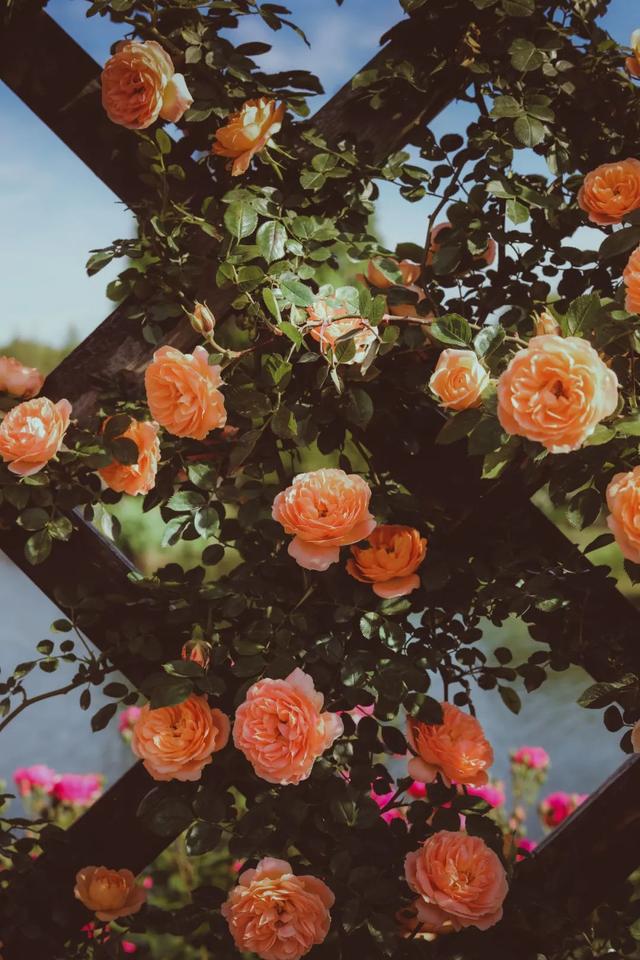 赏花|采摘、野餐、骑行、赏花！五月，我在松江等你