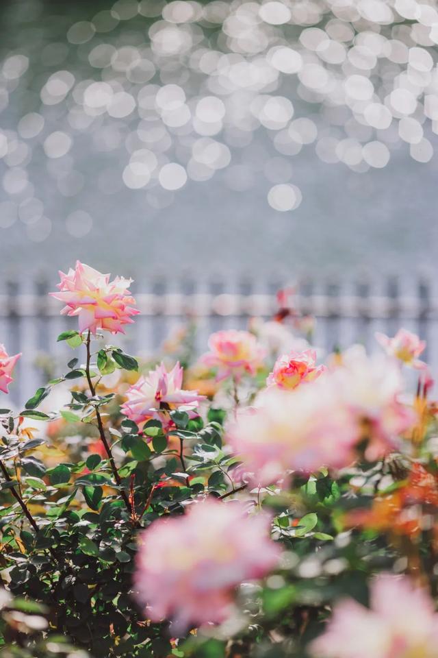 赏花|采摘、野餐、骑行、赏花！五月，我在松江等你