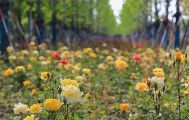 赏花|采摘、野餐、骑行、赏花！五月，我在松江等你