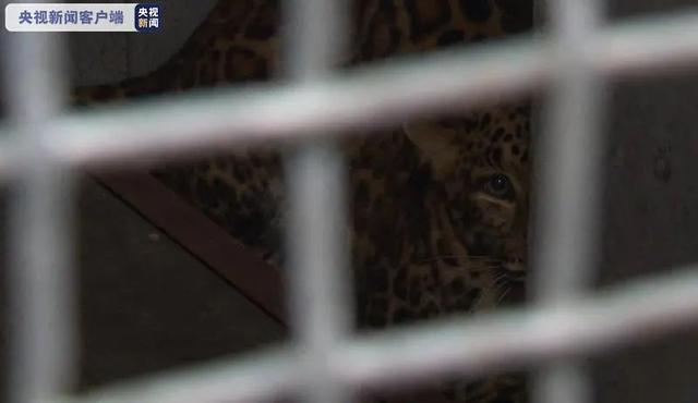 野生动物世界|园方丢了豹还“瞒豹”！金钱豹外逃事件立案调查，已对五人采取刑事强制措施