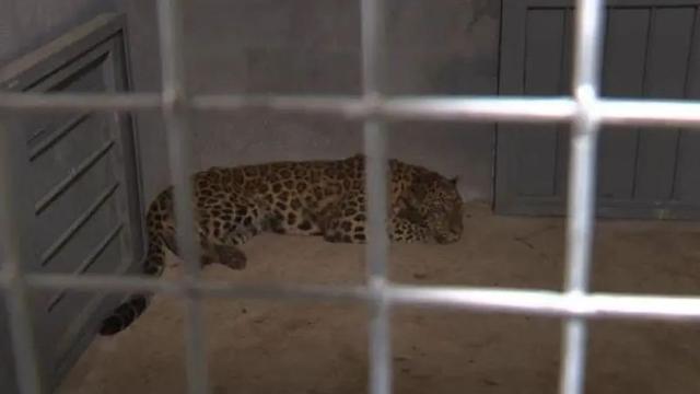 野生动物世界|园方丢了豹还“瞒豹”！金钱豹外逃事件立案调查，已对五人采取刑事强制措施