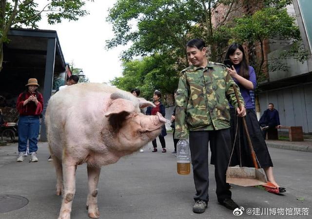 弥留|兽医称猪坚强已入弥留 坚强活过14年实现一只猪的天赋之年