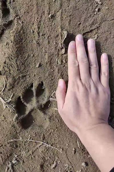 野生动物|官方回应齐齐哈尔疑似发现野狼 村民家羊和狗被断脖颈