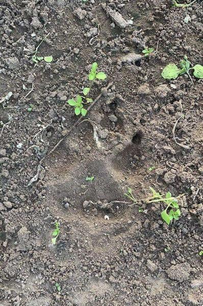 野生动物|官方回应齐齐哈尔疑似发现野狼 村民家羊和狗被断脖颈