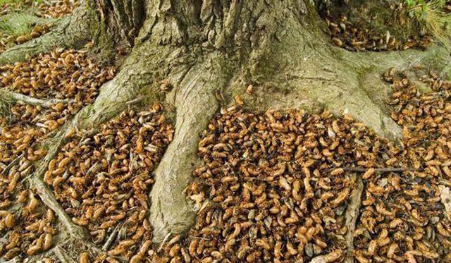 交配|可怕！300亿只蝉将席卷美国东部，“虫族入侵”，如何应对？