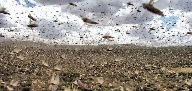 交配|可怕！300亿只蝉将席卷美国东部，“虫族入侵”，如何应对？