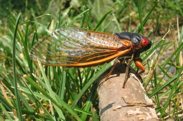 交配|可怕！300亿只蝉将席卷美国东部，“虫族入侵”，如何应对？