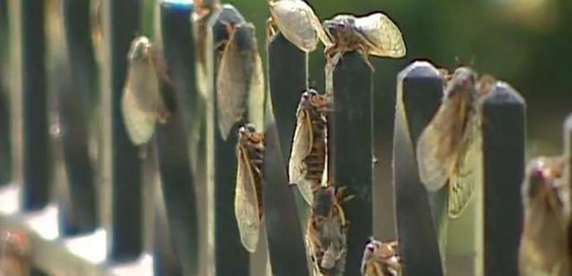 交配|可怕！300亿只蝉将席卷美国东部，“虫族入侵”，如何应对？