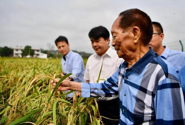 老爷子|无论清醒还是迷糊常常念叨“杂交水稻”，袁隆平在三亚的最后时光