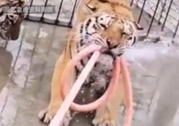 抓捕|县委书记回应击毙外逃老虎原因 多次诱捕无效老虎变得很狂躁