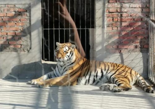 抓捕|县委书记回应击毙外逃老虎原因 多次诱捕无效老虎变得很狂躁