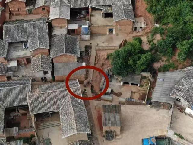 出路|北迁野象群40余天路程达400公里 目击者:走路如同货车经过,每一步都在震动