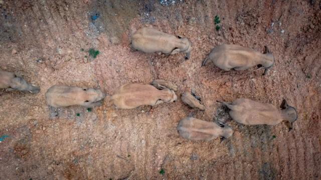 美味|象群最新现身地:4吨美味只剩残渣 网友:是来昆明避暑吗?