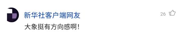 野象|象群逼近昆明预计将进晋宁区 视频拍到传说中的＂警戒象＂