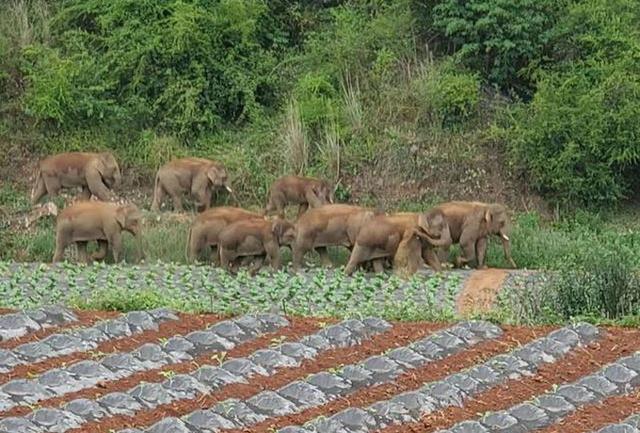 菠萝|相关部门介入主播直播吃象群食物 按照规章和管理要求介入